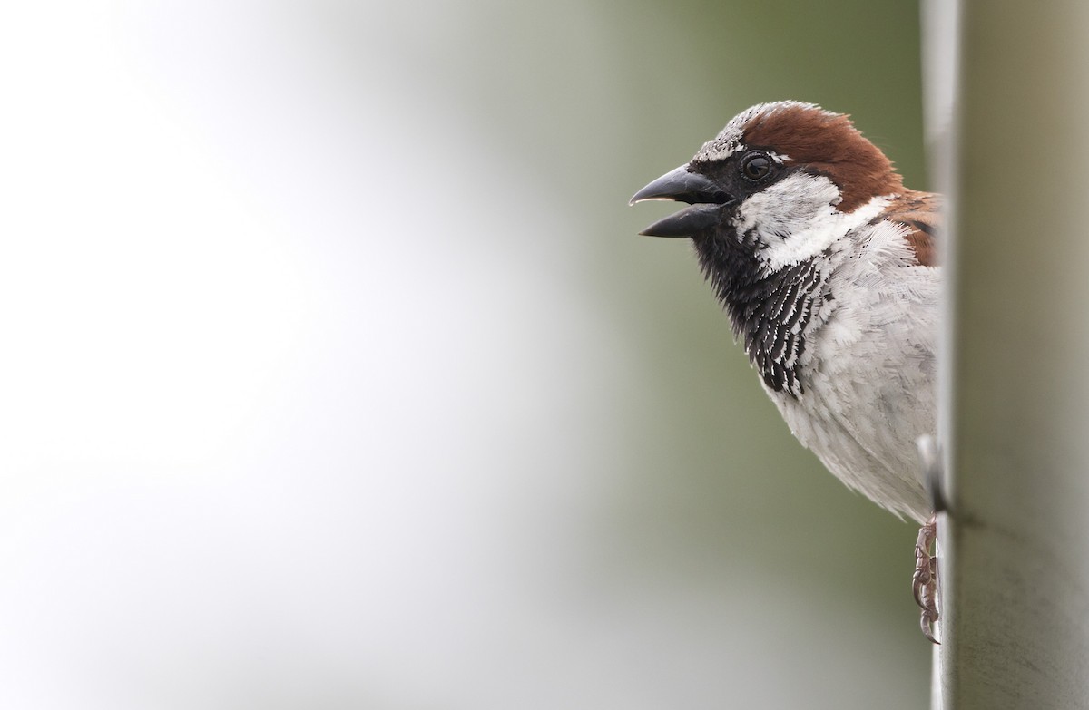 House Sparrow - ML620284753