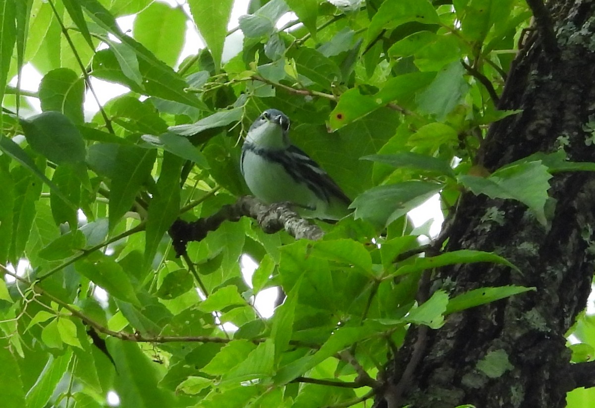 Cerulean Warbler - ML620284755