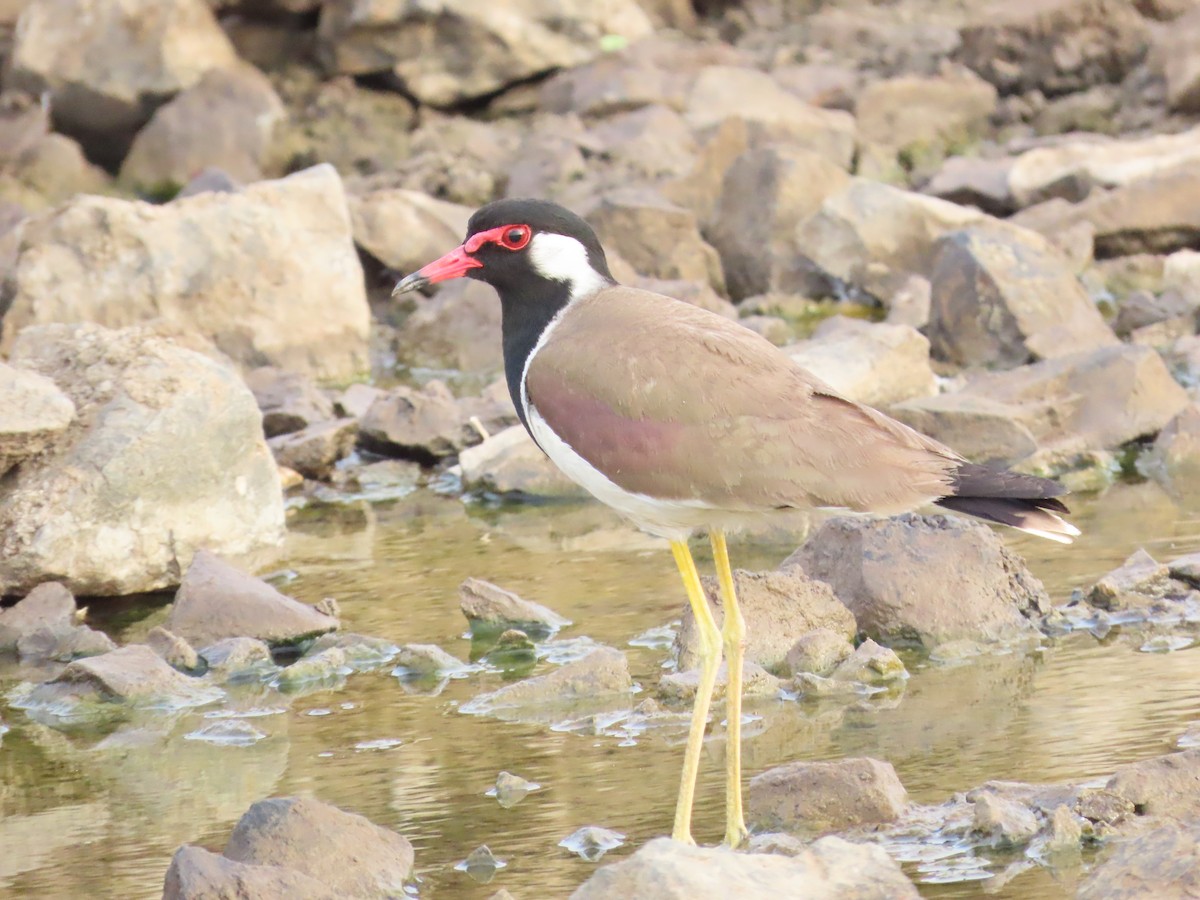 Red-wattled Lapwing - ML620284756