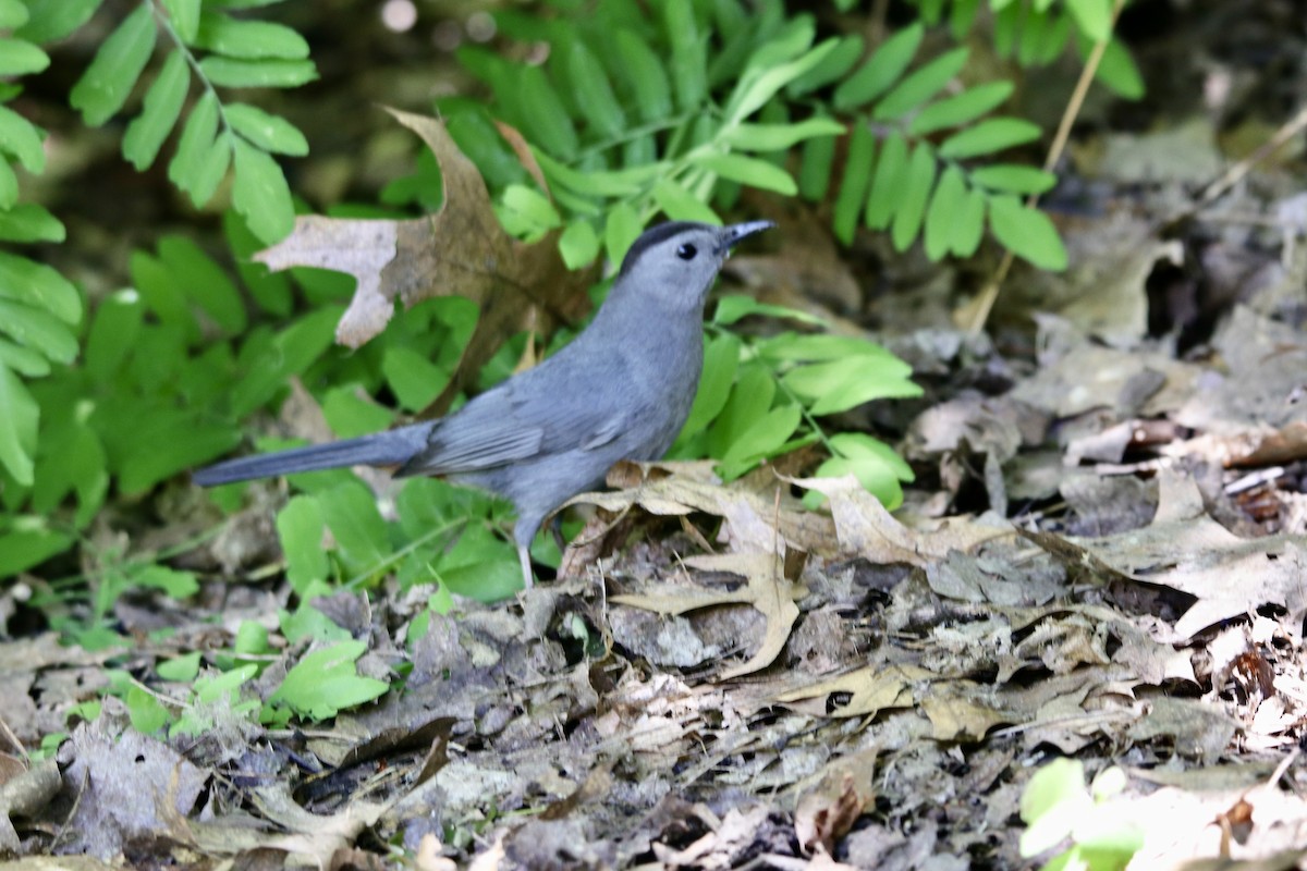 Gray Catbird - ML620284758