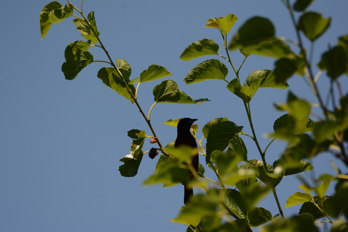 Orchard Oriole - ML620284764