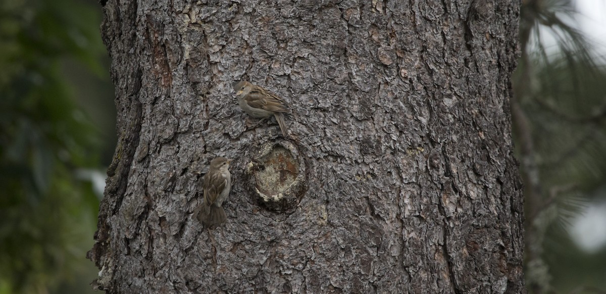 House Sparrow - ML620284771