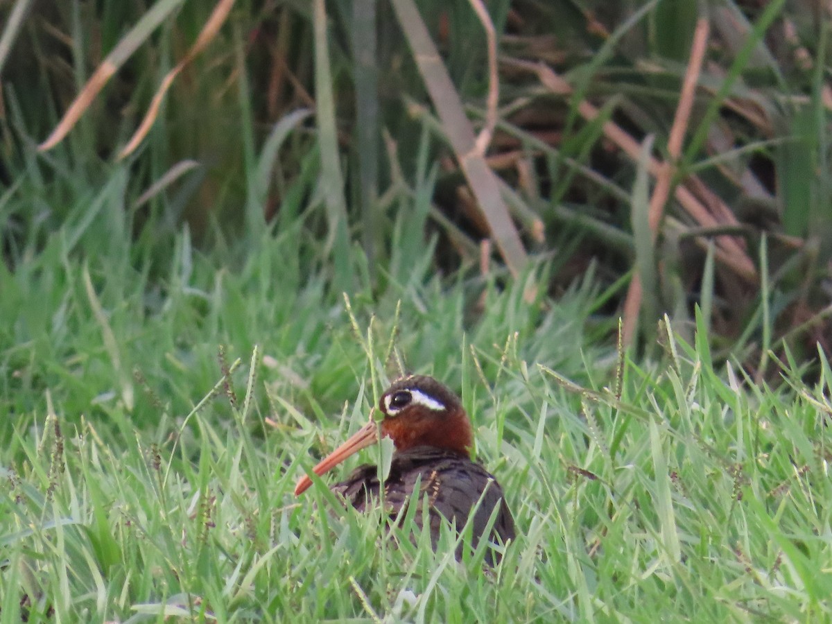 Greater Painted-Snipe - ML620284774