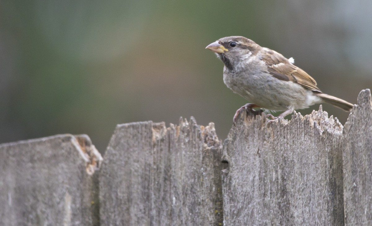 House Sparrow - ML620284775