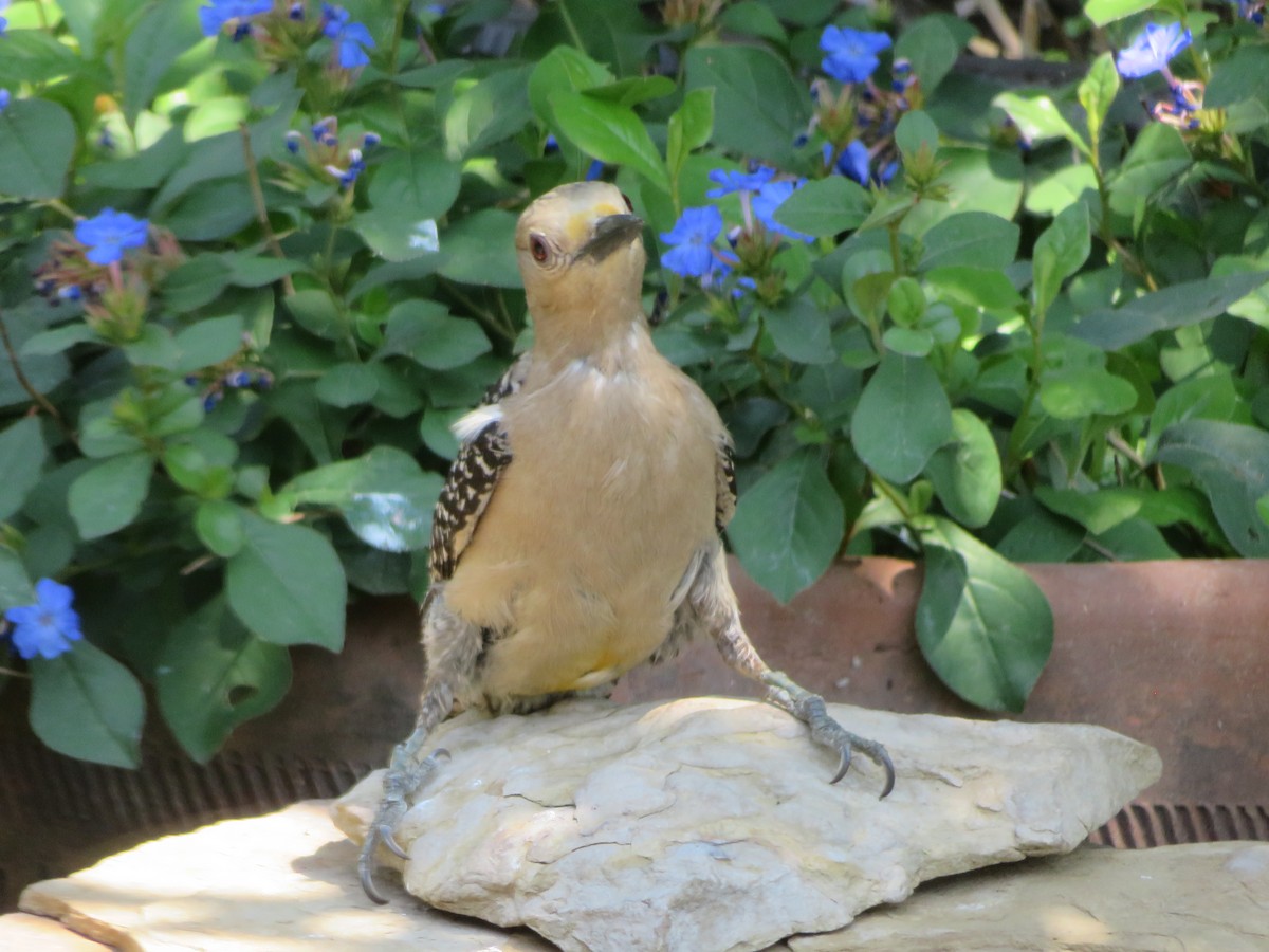 Golden-fronted Woodpecker - ML620284780