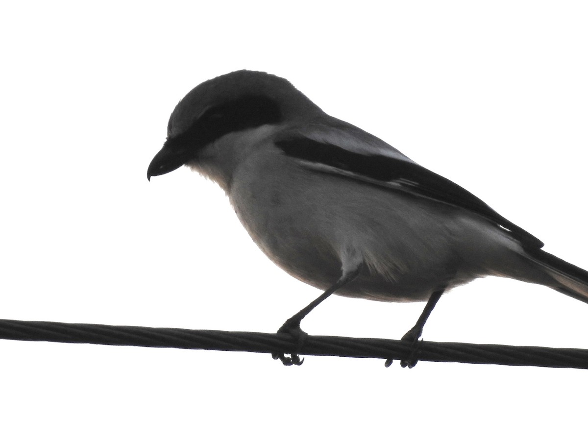 Loggerhead Shrike - ML620284793