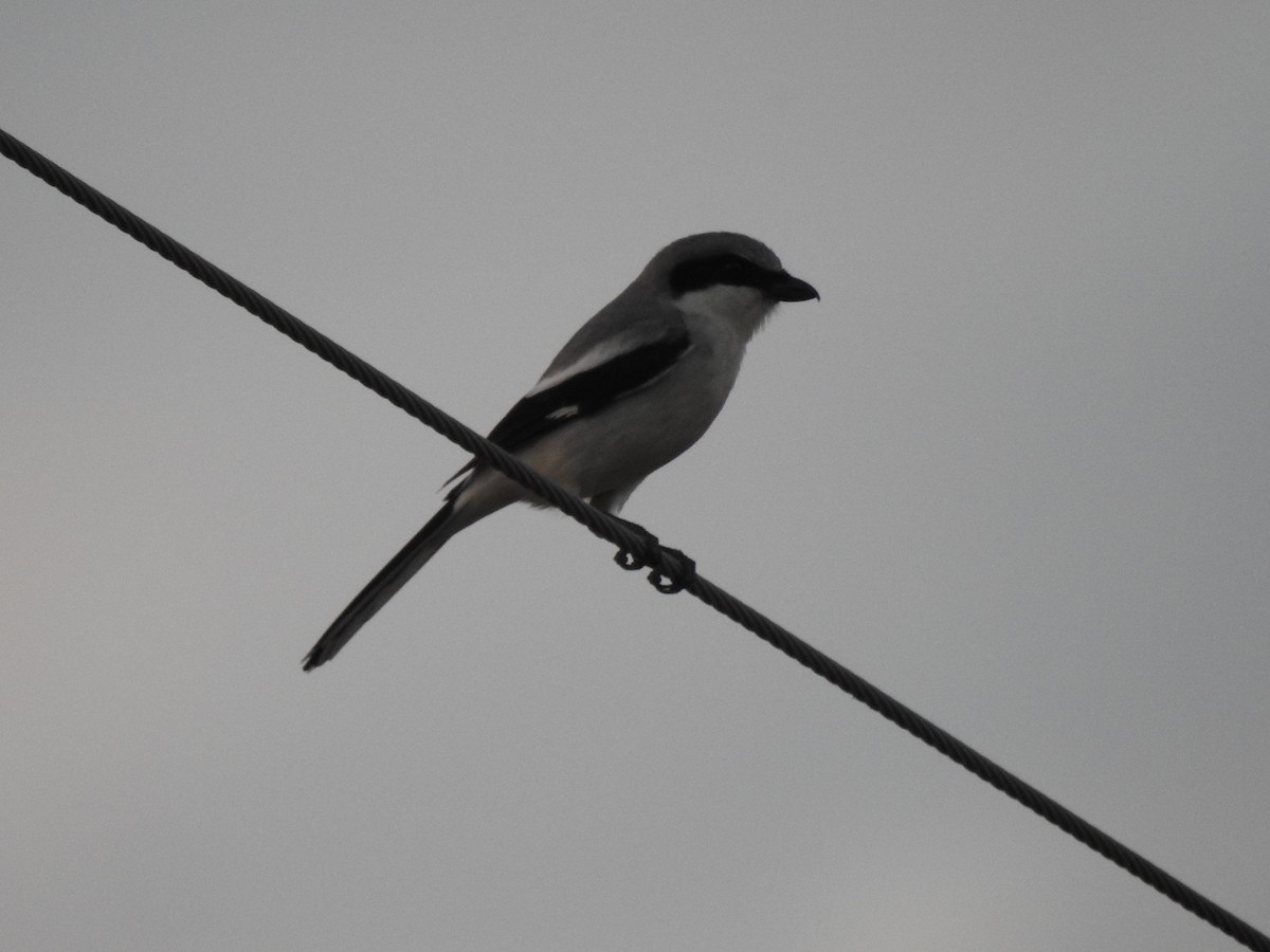 Loggerhead Shrike - ML620284794