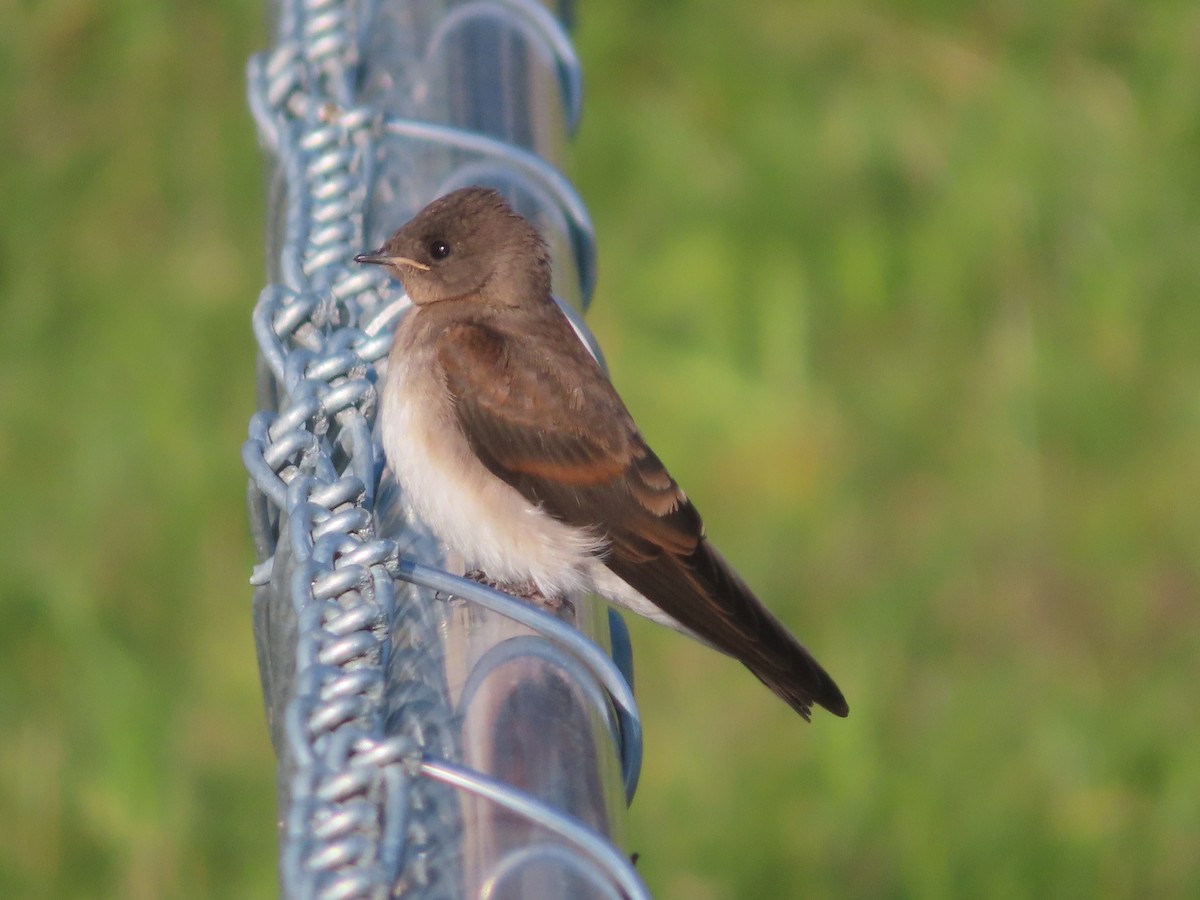 Northern Rough-winged Swallow - ML620284795