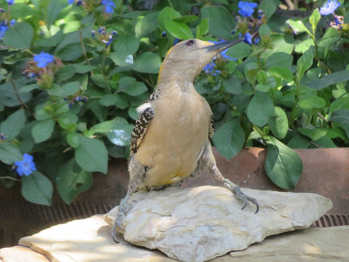 Golden-fronted Woodpecker - ML620284800