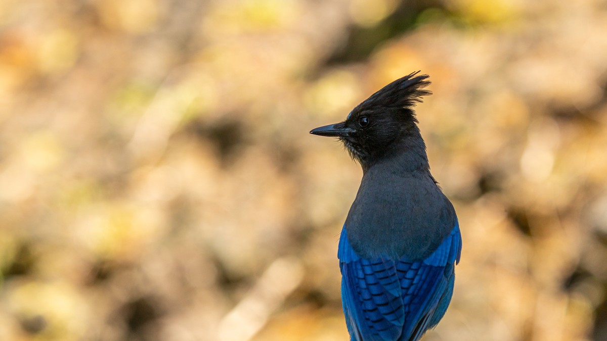 Steller's Jay - ML620284801