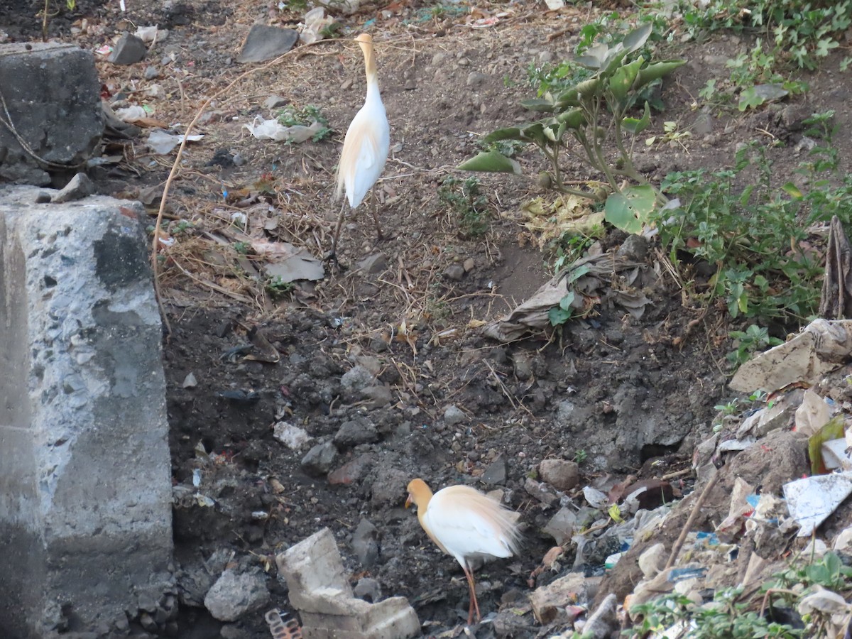 Eastern Cattle Egret - ML620284803