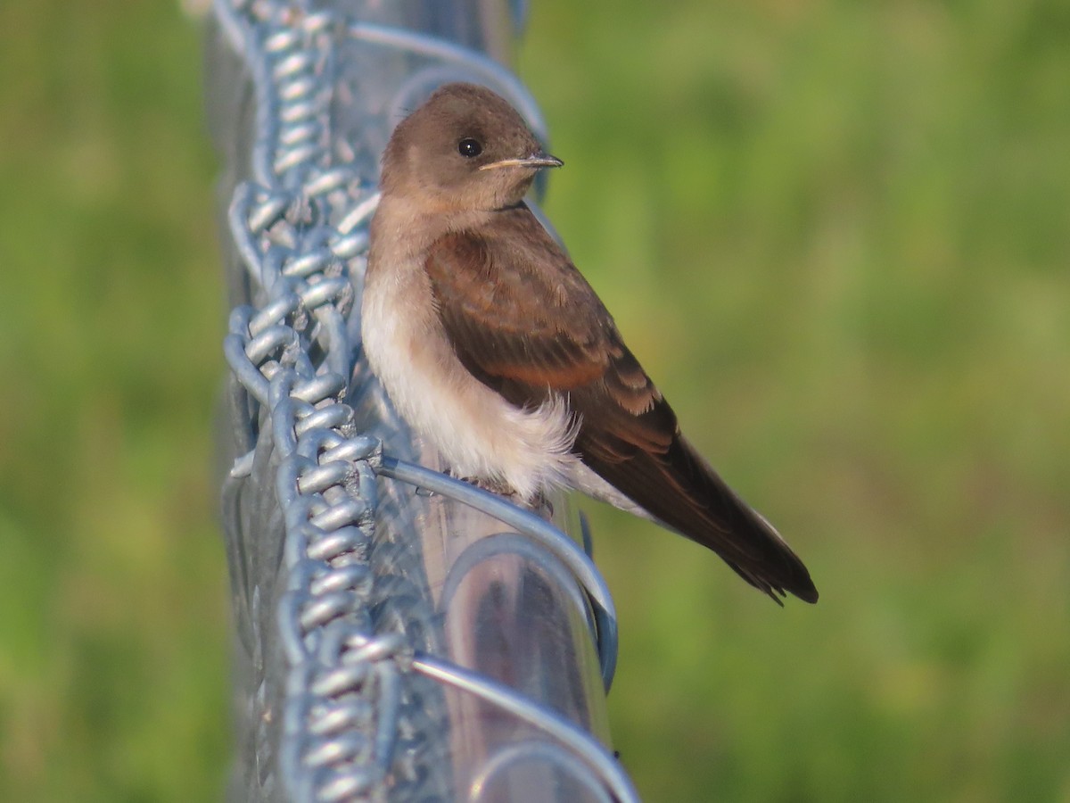 Northern Rough-winged Swallow - ML620284813