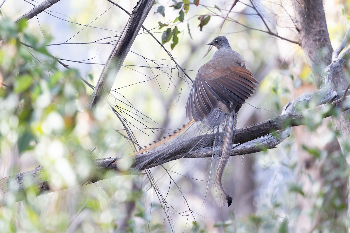 Superb Lyrebird - ML620284817