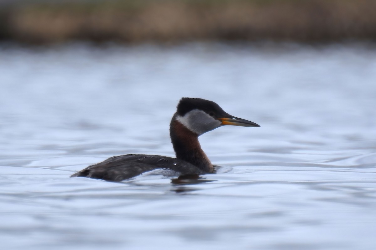 Red-necked Grebe - ML620284818