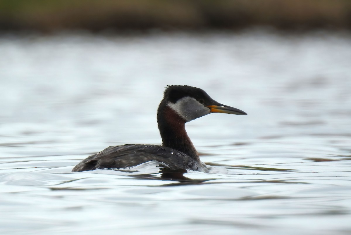 Red-necked Grebe - ML620284819