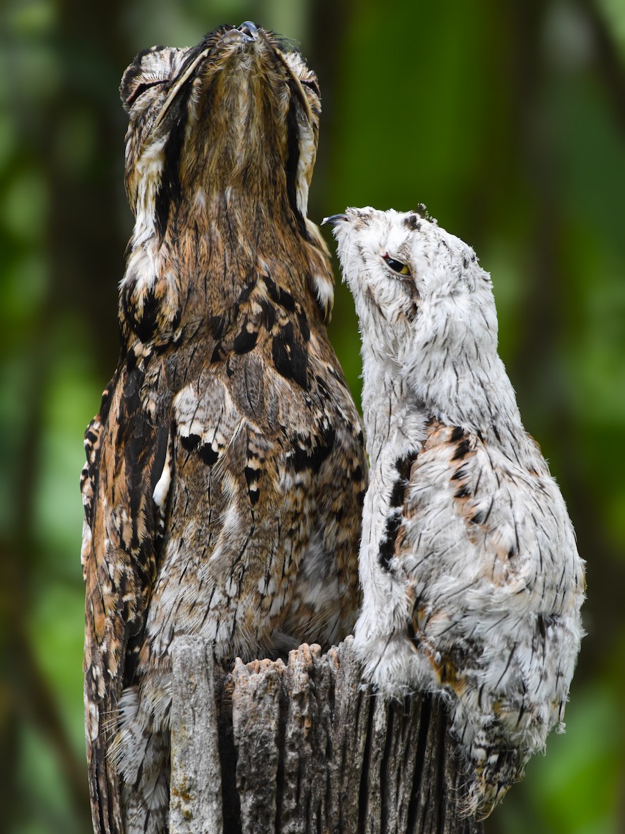 Common Potoo - ML620284826