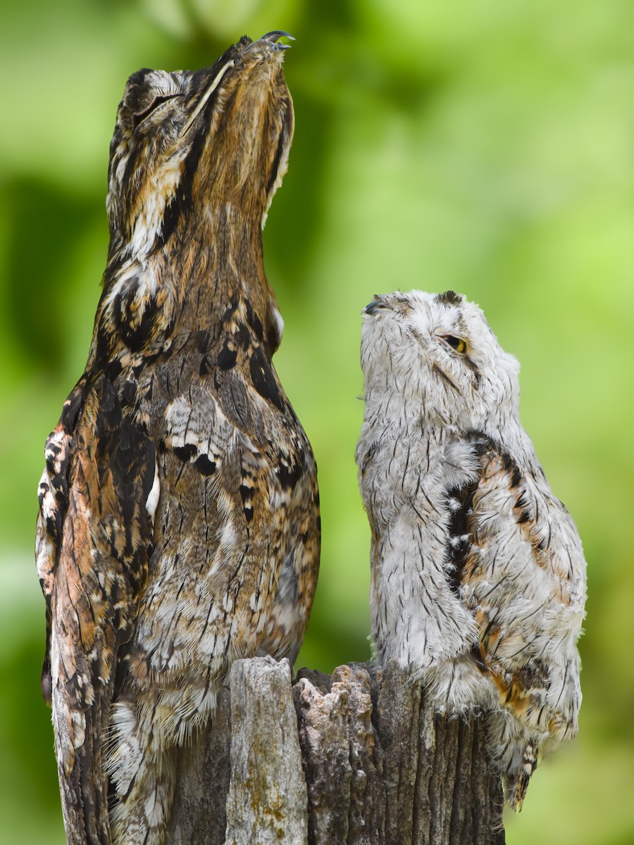 Common Potoo - ML620284827