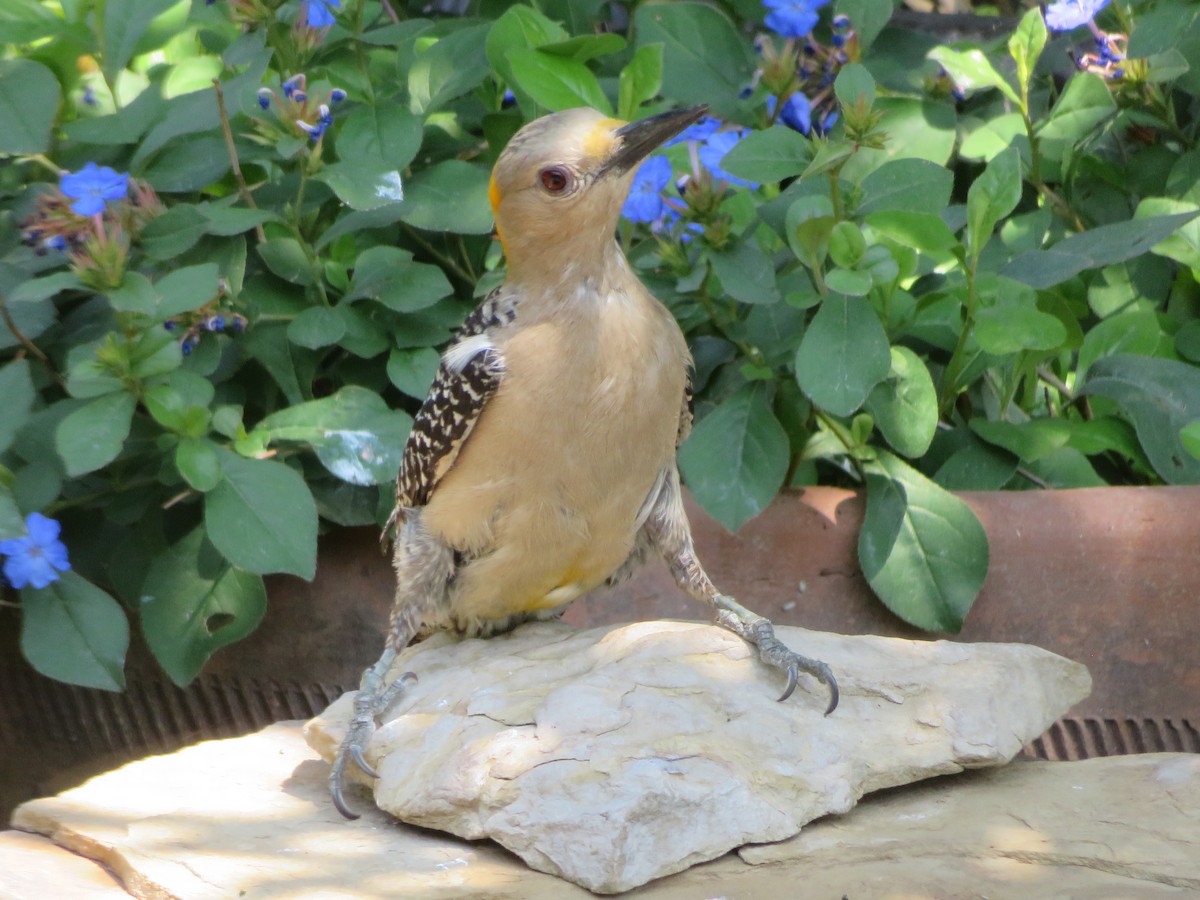 Golden-fronted Woodpecker - ML620284829