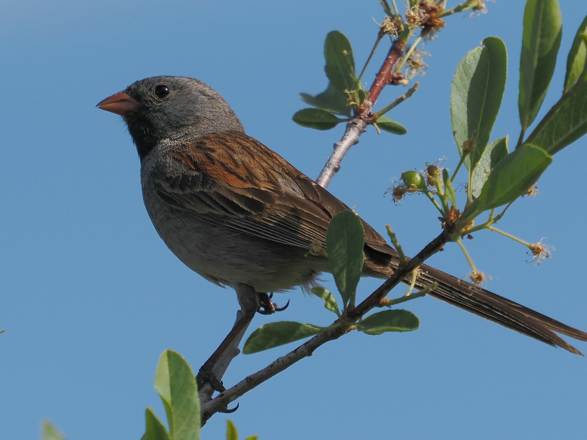 Black-chinned Sparrow - ML620284831