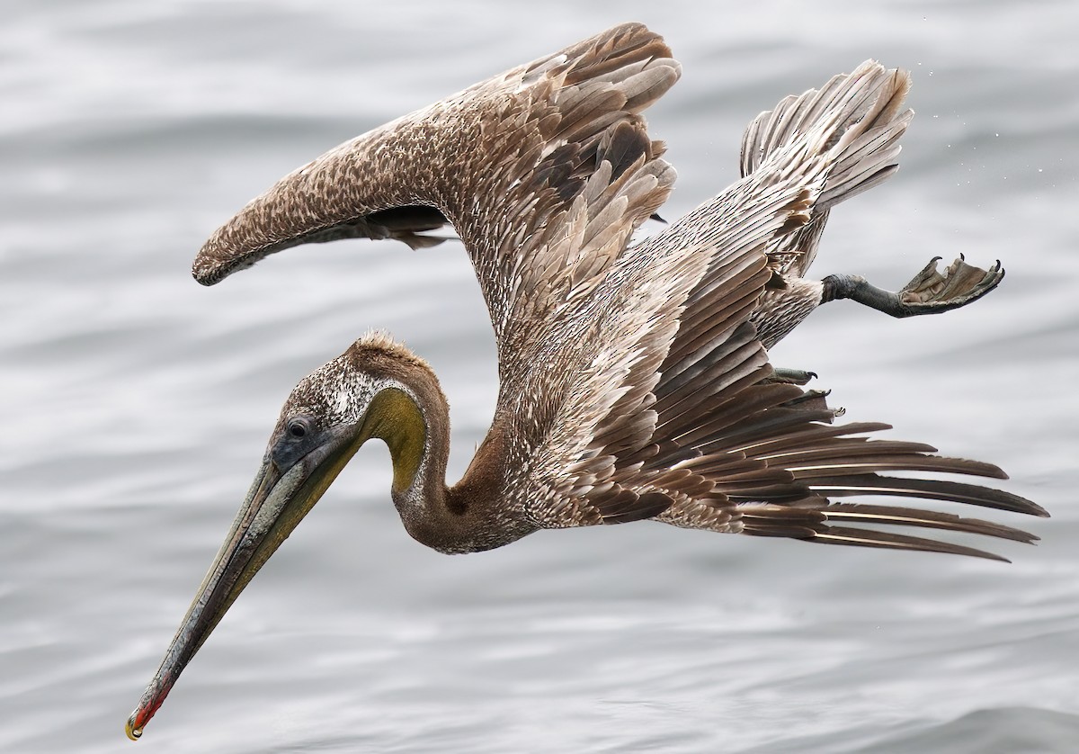 Brown Pelican - ML620284835