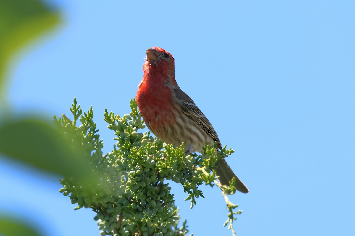 House Finch - ML620284840