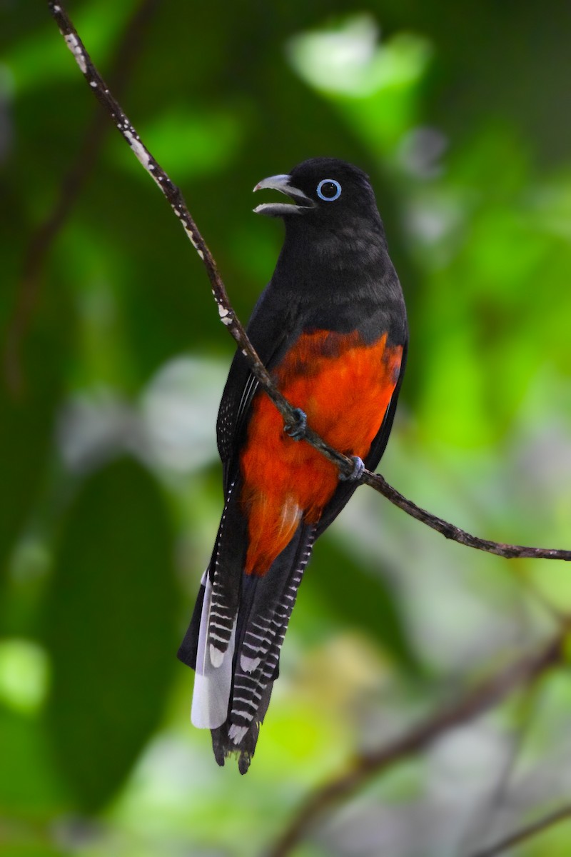 Baird's Trogon - ML620284844