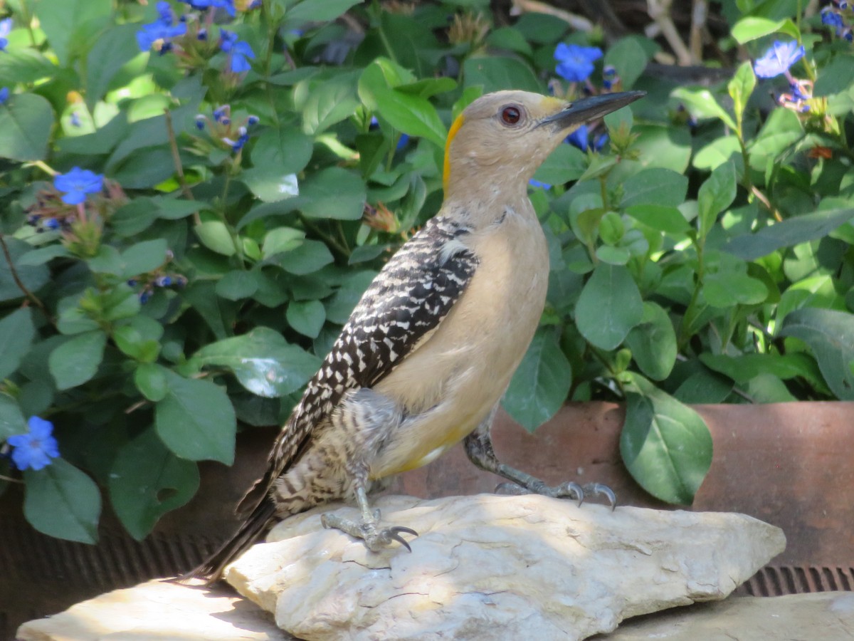 Golden-fronted Woodpecker - ML620284845