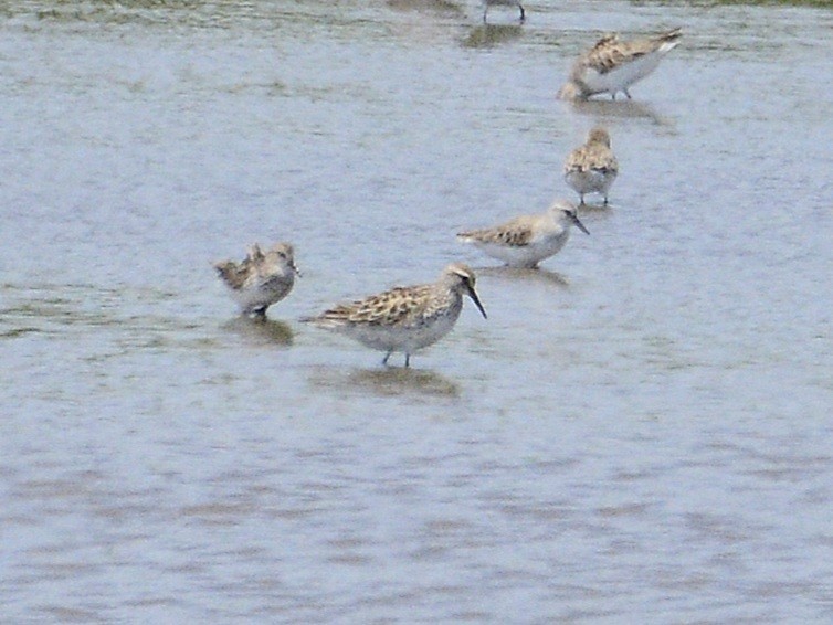 White-rumped Sandpiper - ML620284846