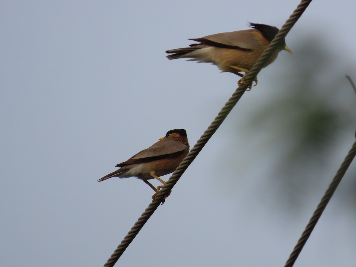 黑冠椋鳥 - ML620284847