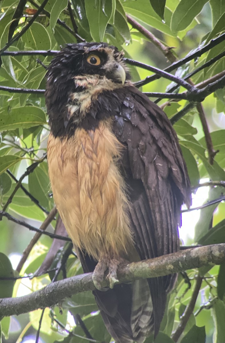 Spectacled Owl - ML620284851