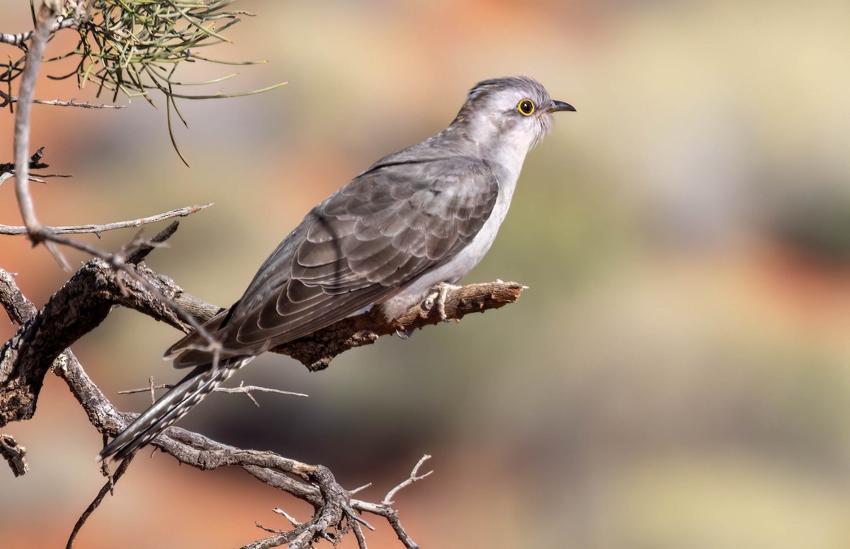 Pallid Cuckoo - ML620284852