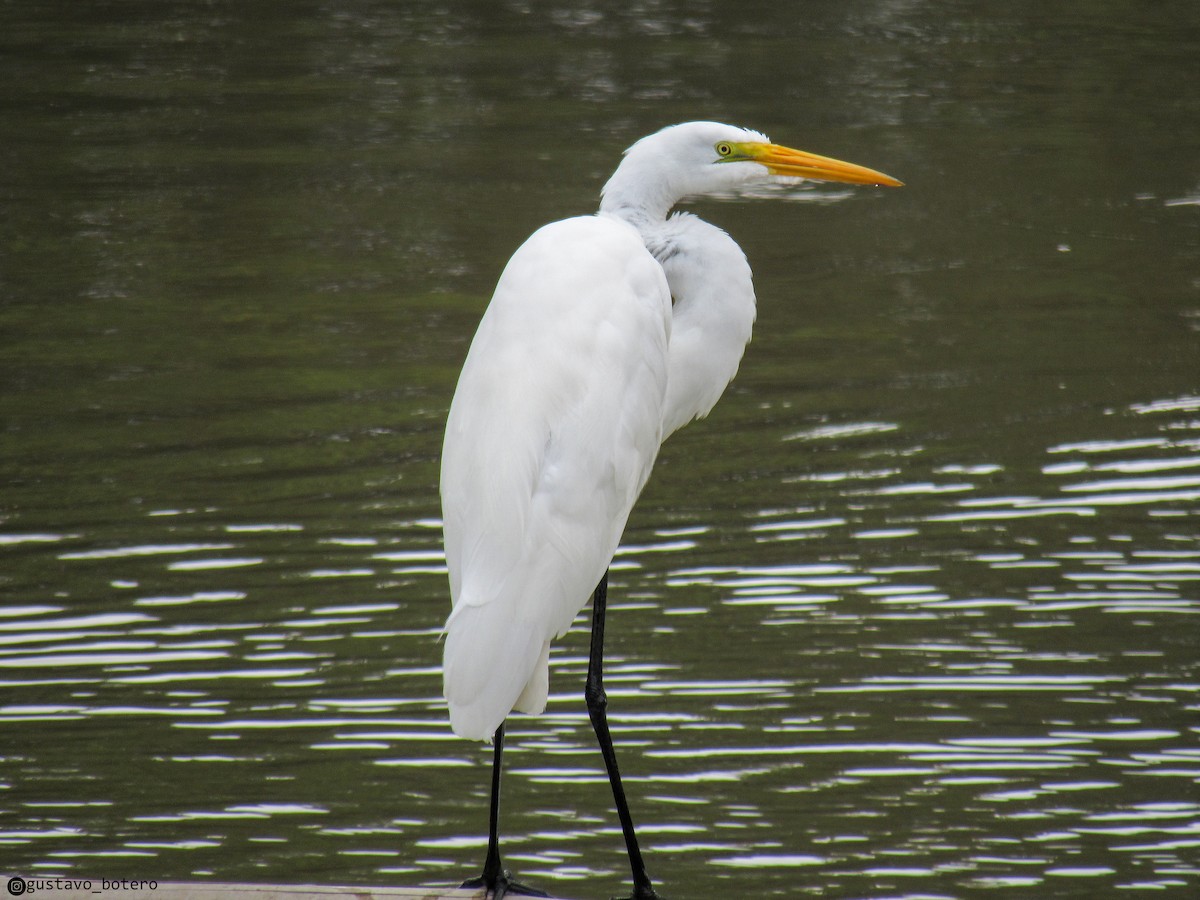 Great Egret - ML620284854