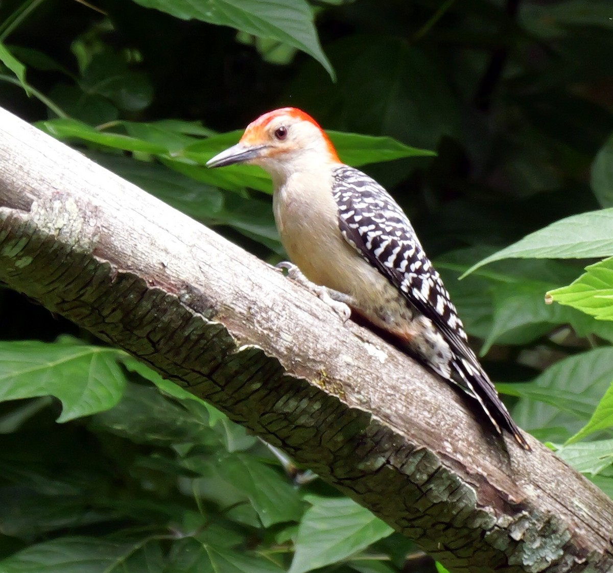 Red-bellied Woodpecker - ML620284855