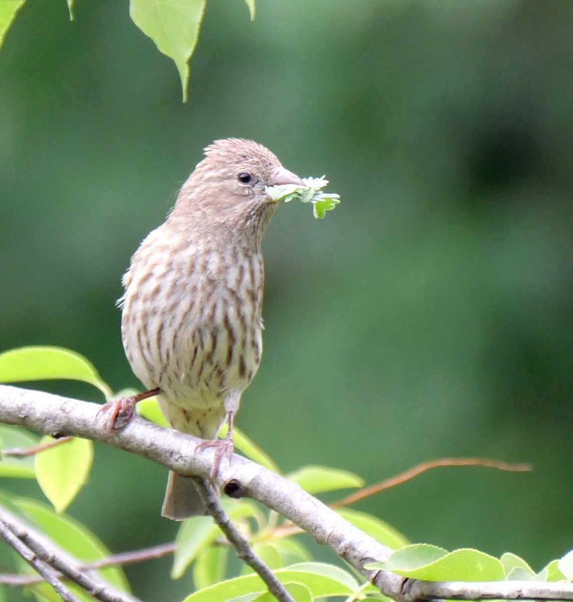 House Finch - ML620284859