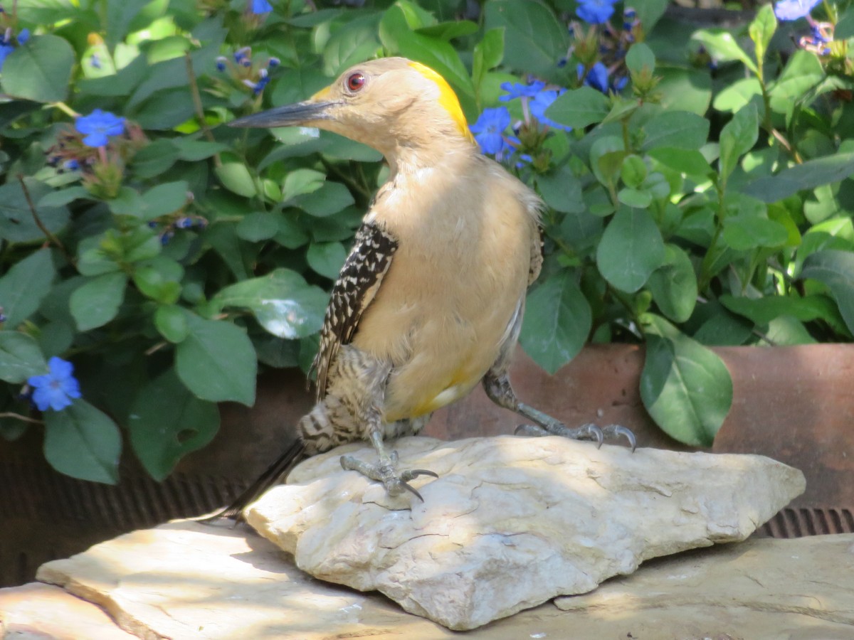 Golden-fronted Woodpecker - ML620284860