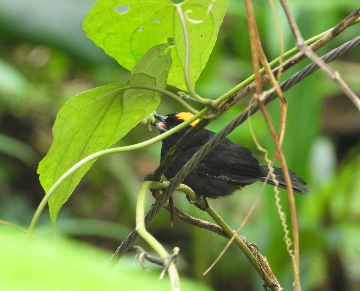 Tawny-crested Tanager - ML620284861