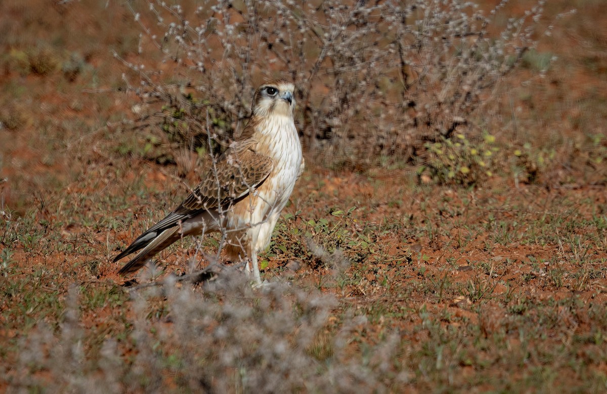 Brown Falcon - Tanya Hattingh