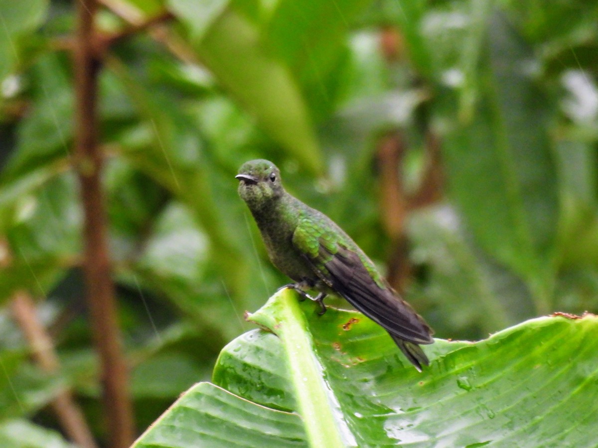 Scaly-breasted Hummingbird - Lisa Schibley
