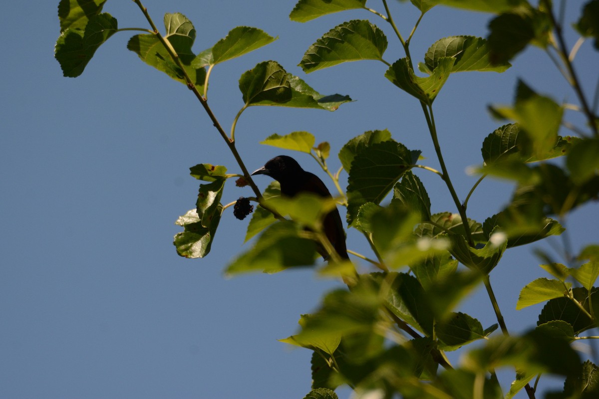 Orchard Oriole - Peter Anderson