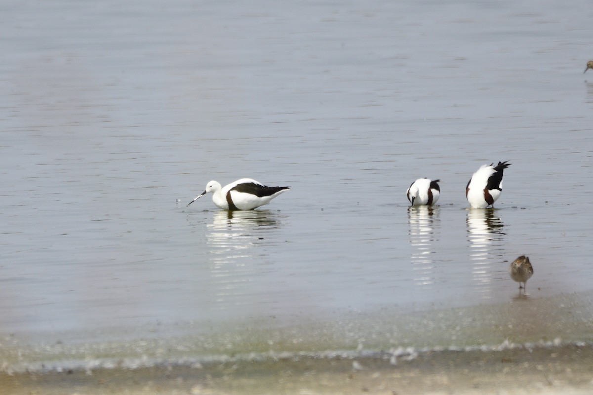 Banded Stilt - ML620284867