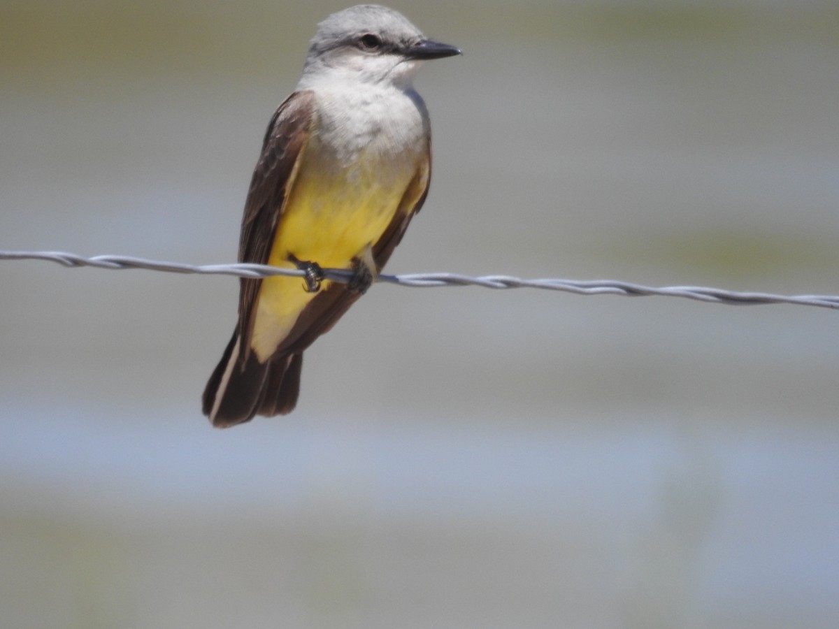 Western Kingbird - ML620284869