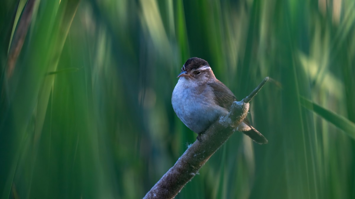 Marsh Wren - ML620284872