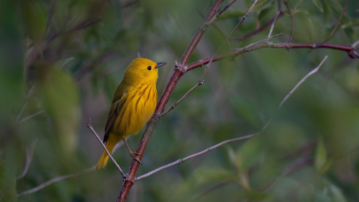 Yellow Warbler - ML620284875