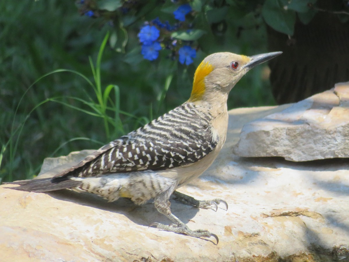 Golden-fronted Woodpecker - ML620284876