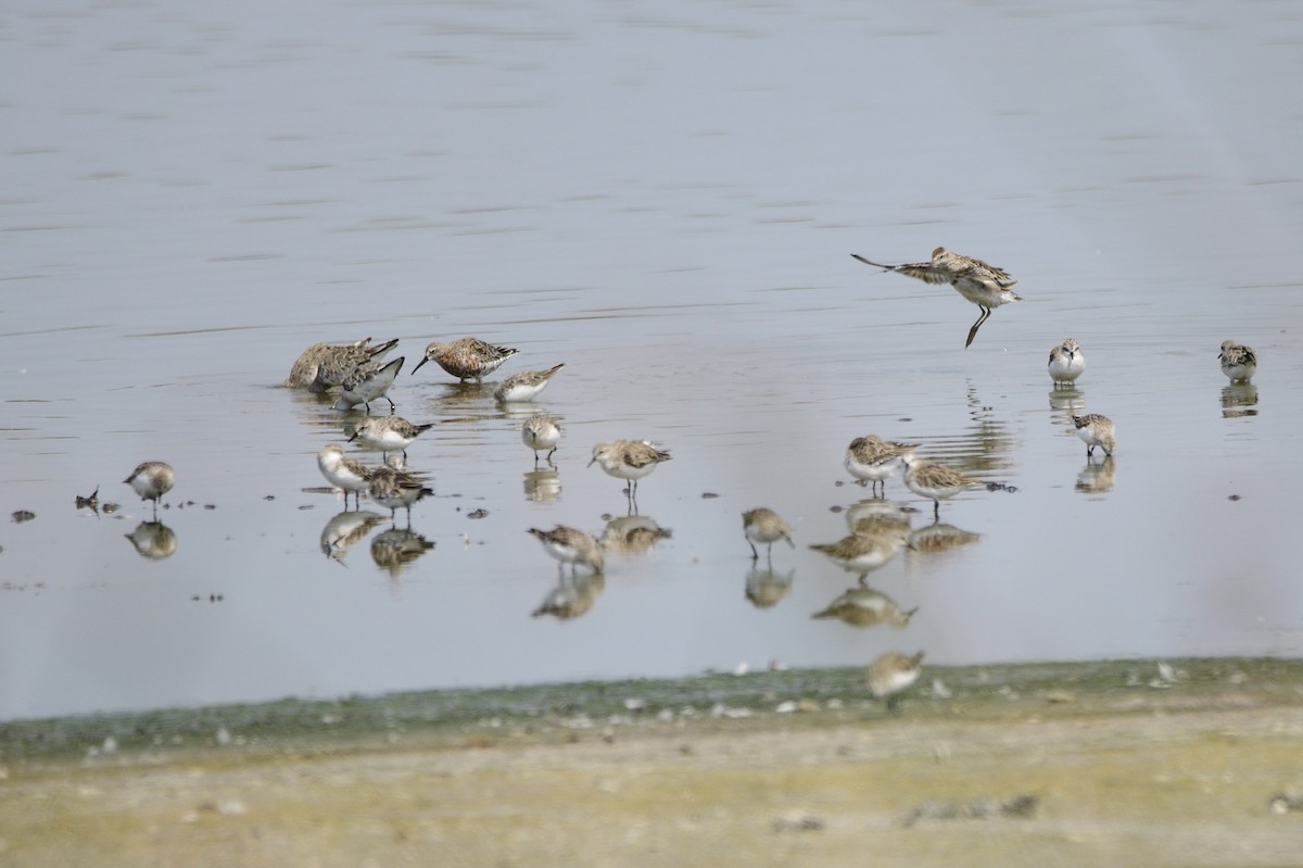 Curlew Sandpiper - ML620284877