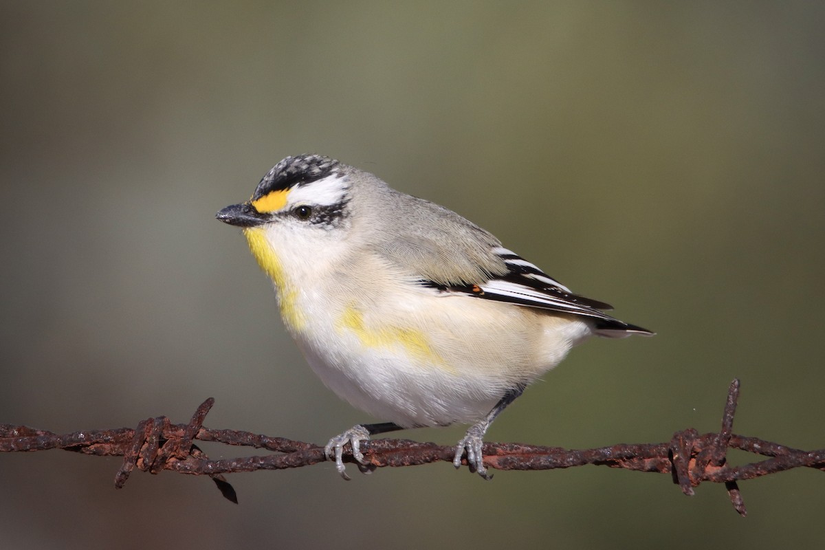 Striated Pardalote - ML620284878