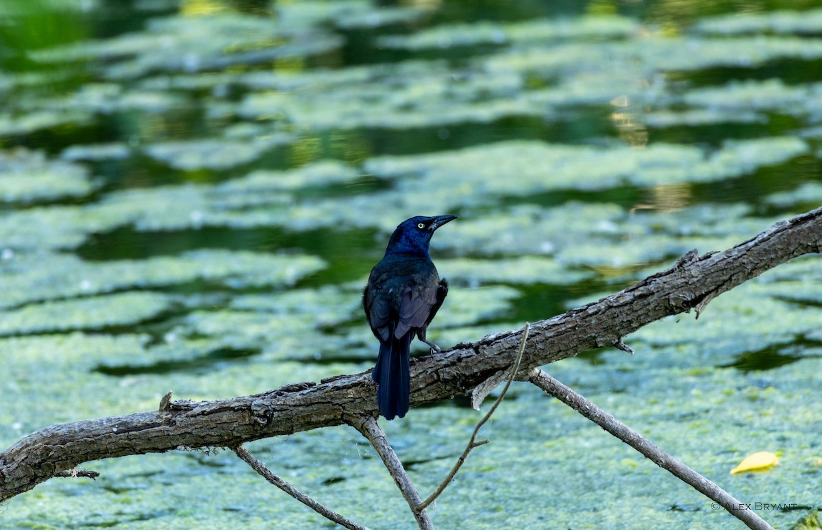 Common Grackle - ML620284879