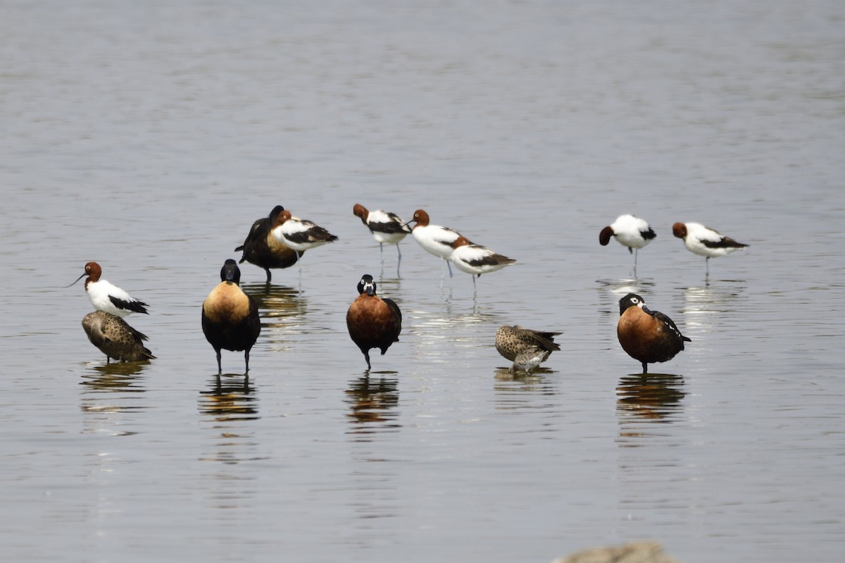 Red-necked Avocet - ML620284887