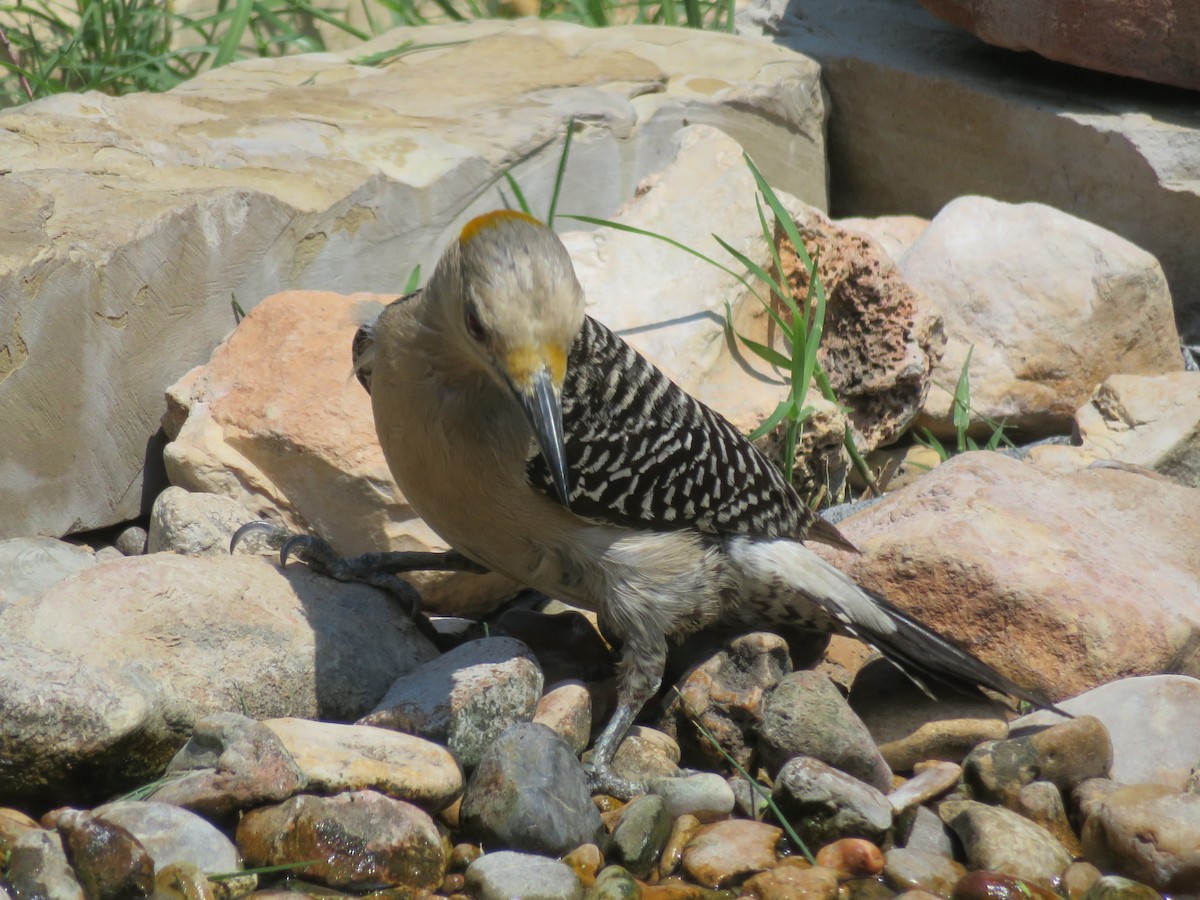 Golden-fronted Woodpecker - ML620284894