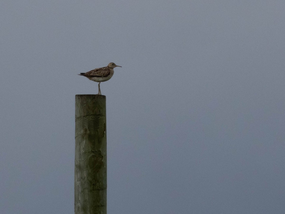 Upland Sandpiper - ML620284895